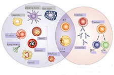 Edinsel Bağışıklık Özellikleri ve Faydaları Nelerdir?