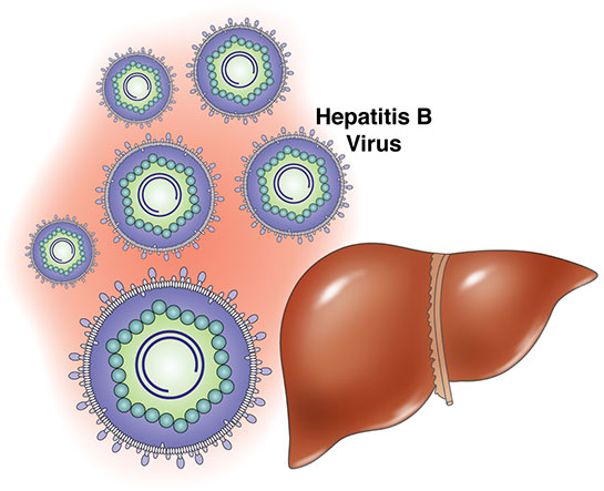 Hepatit B Bağışıklık